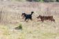 Preview: Trixie Jumper am Seil Hundespielzeug